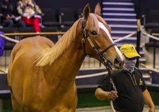 2yo sale breaks records