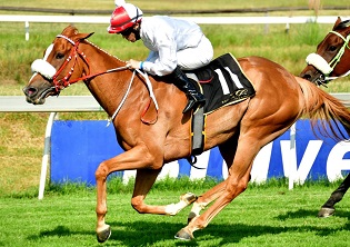 Be wily in the Syringa