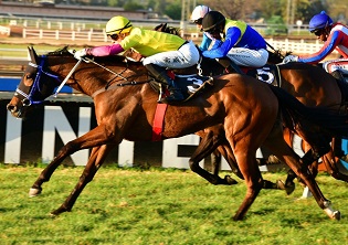 Classy Marigold Hotel looks ready to win