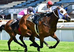 Conditions favour Cornish Pomodoro at the Vaal