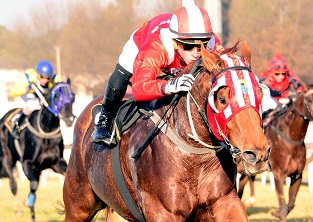 Conditions suit Rebel’s Champ