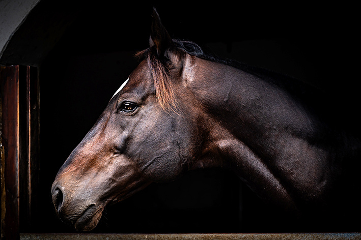 FAIRY KNIGHT RETURNS