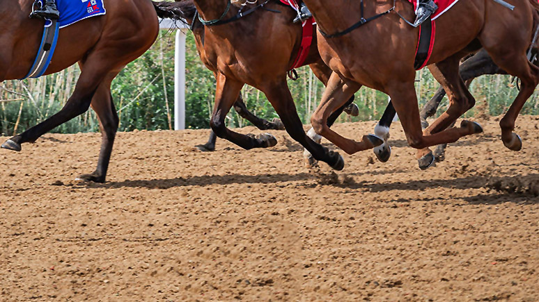 FILLIES PROVIDE THE HIGHLIGHT