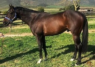 Hawwaam back at home