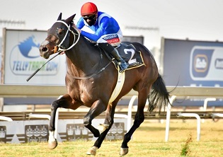 Hawwaam to stand at Wilgerbosdrift