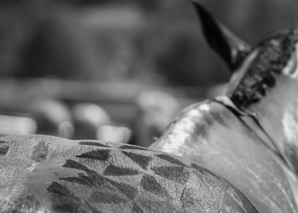 Heversham Park Stud to reward grooms on Betway Summer Cup Day