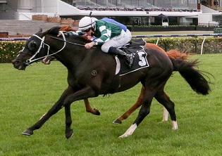 Hong Kong Jockey Club pays top price at Cape Sale