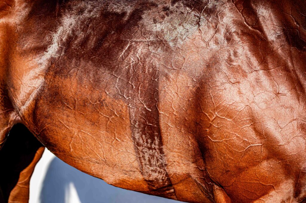 Kingdundee will be flying