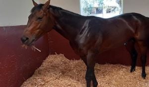 Kommetdieding delights in first Turffontein gallop