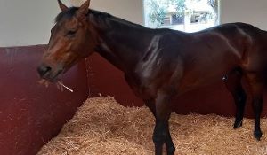 Kommetdieding set for rare achievement