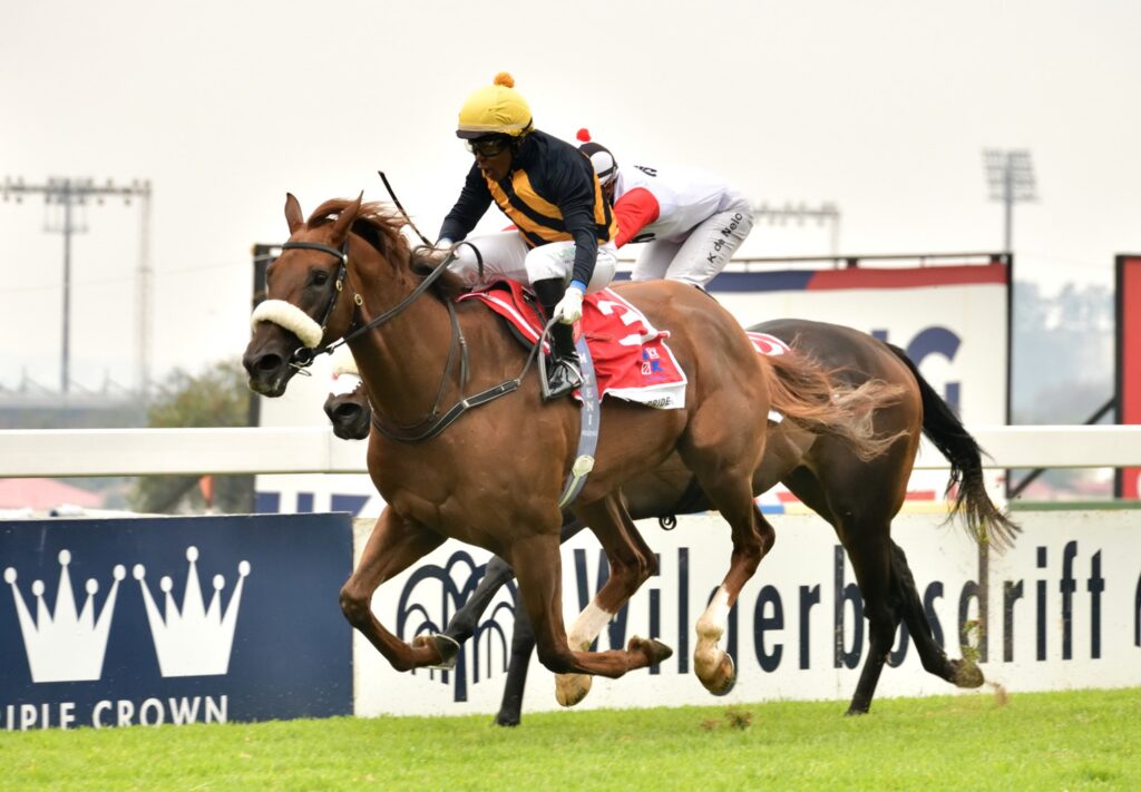 MK’s Pride draws wide for Gold Challenge