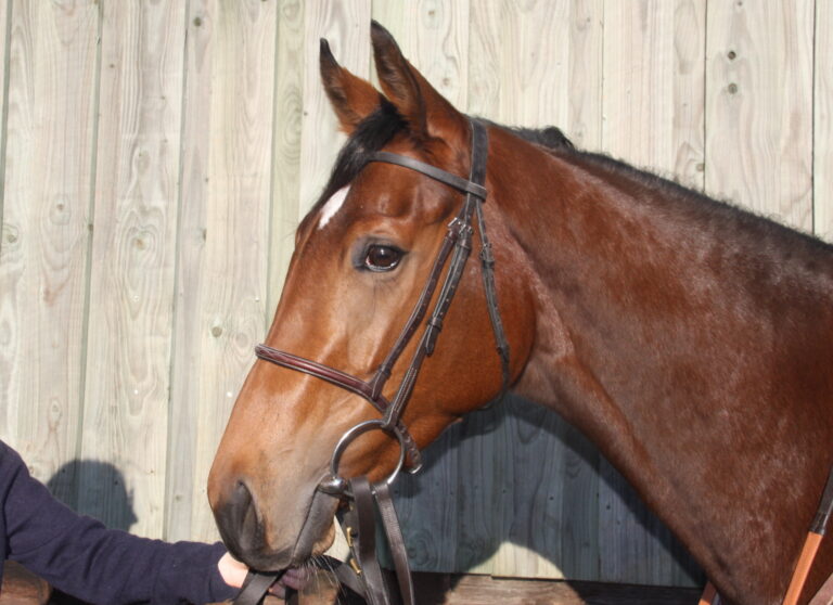 Ormolulu can prove Brighton Belle