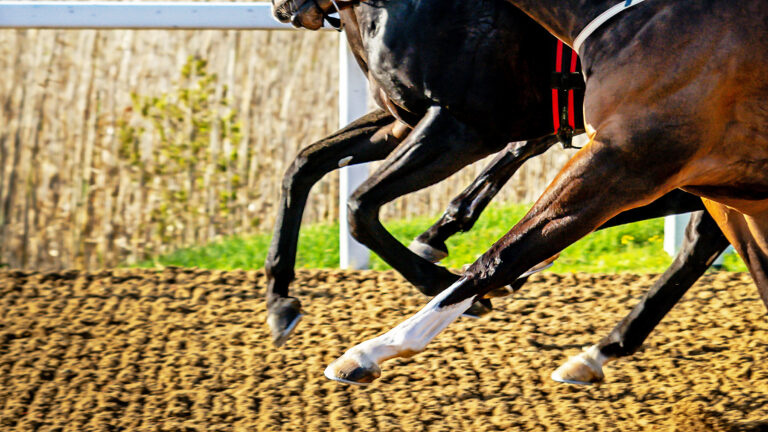 POLY CHALLENGE – BONUS