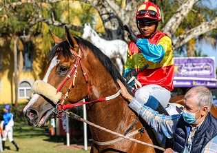 Puller set for Greyville double